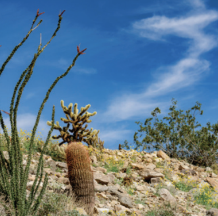 desert cactus